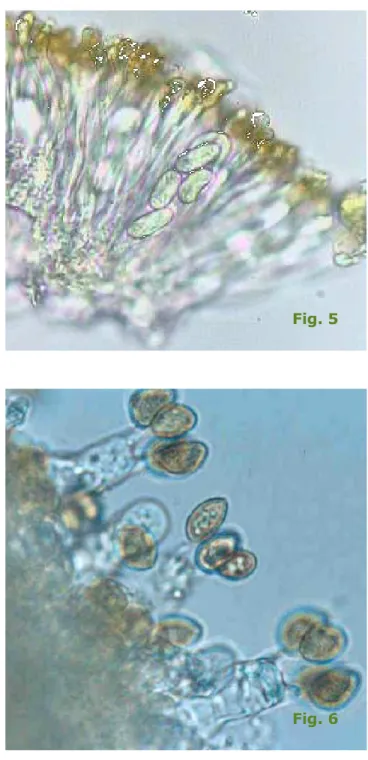 Fig. 6fig.5 : ascospores à 