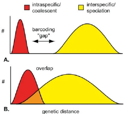 Figure  1.  Schematic  representation  of  DNA  barcoding  gap  (Meyer  &amp;  Paulay,  2005)
