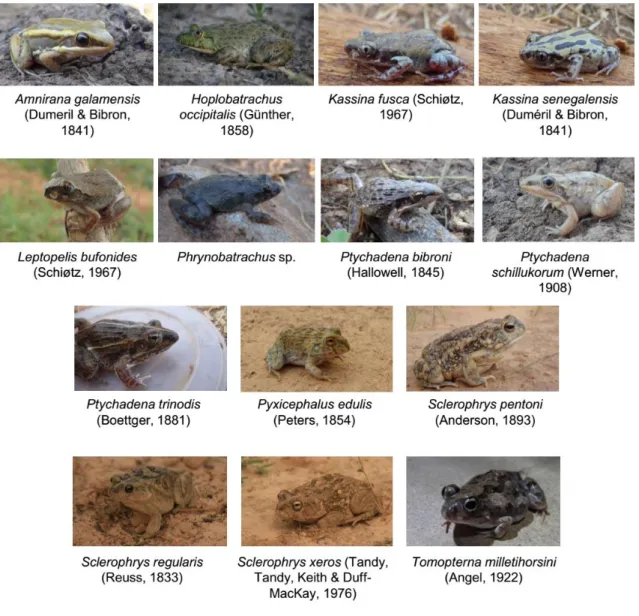 Figure 6. Identified and nonidentified taxa sampled. 