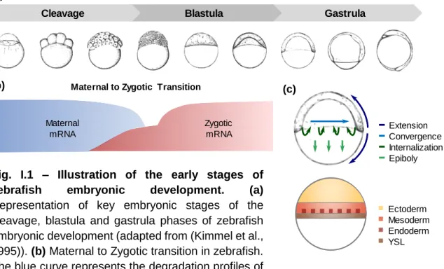 Fig.  I.1  –  Illustration  of  the  early  stages  of  zebrafish  embryonic  development