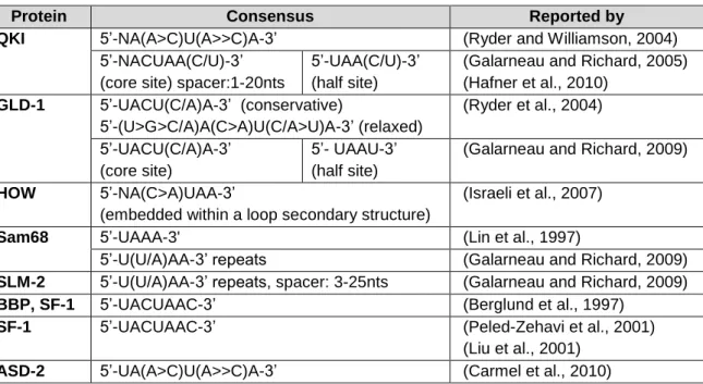 Table I.1 – Consensus binding sequences of STAR family proteins. Overview of the  consensus RNA binding sequences reported for members of the STAR family