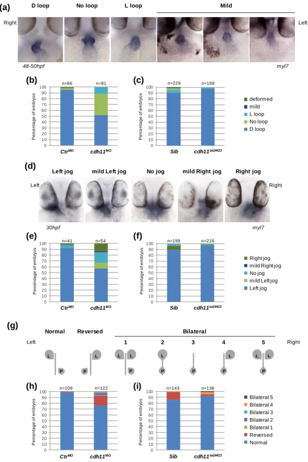 Fig. II.6 – cdh11 morphants, but not cdh11 mutants, display organ laterality defects. 
