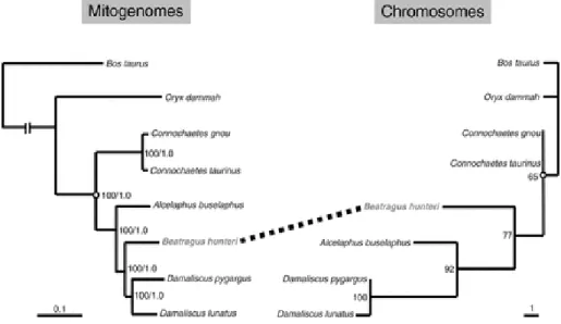 Fig. 3 - Comparison of phylogenetic trees obtained from the molecular analysis using complete  mitochondrial  genomes  versus  chromosomal  characters