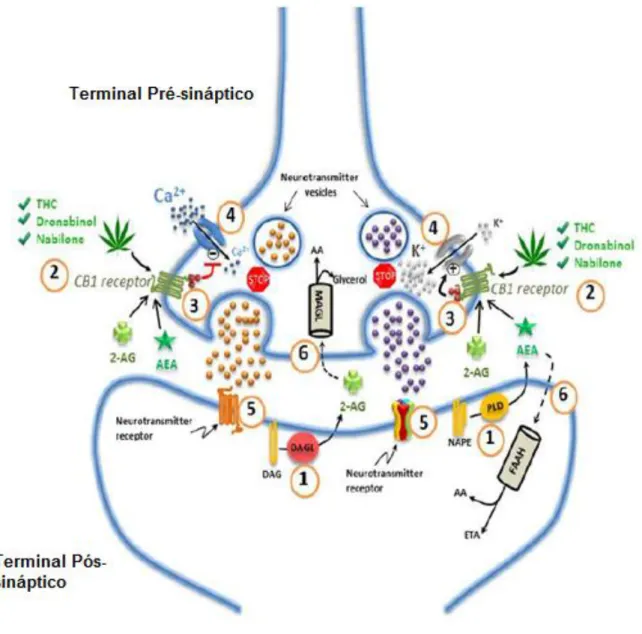 Figura  3.  Sistema  endocanabinóide  no  sistema  nervoso,  processo  de  biossíntese  e  degradação  dos  endocanabinóides  (2-AG:  2-araquidonilglicerol;  AA:  ácido  araquidónico;  AEA: 