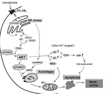 Figura  8.  Apoptose  induzida  pelos  canabinóides  após  estimulação  do  stress  no  reticulo  endoplasmático  (ER)  e  autofagia  (CB 1   e  CB 2 :  recetores  canabinóides;  SPT:  serina  palmitoiltransferase;  elF2α:  fator  de  iniciação  da  traduç