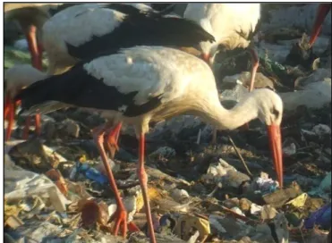 Figura 4 – Cegonha-branca a alimentar-se sobre a massa de resíduos. 