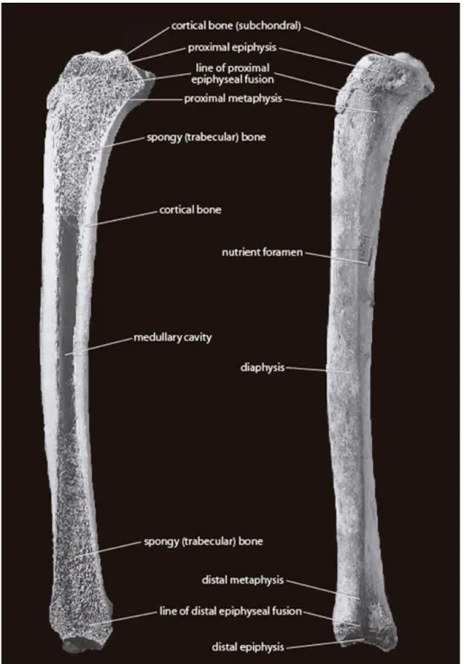 Figure 13 Image showing the structure of a bone. Image taken from (White, Black  and A
