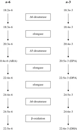 Figure 1. 4 Biosynthesis of n-6 and n-3 long chain polyunsaturated fatty acids   