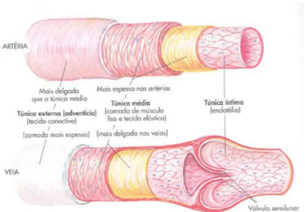 Figura 6 – Comparação entre a estrutura de uma artéria e de uma veia (retirado de  http://www.auladeanatomia.com/cardiovascular/vasos.htm)