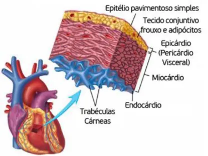 Figura 8 – Representação esquemática da parede cardíaca (retirado de  http://lucasnicolau.com/?num=artigos&amp;artigo=1)