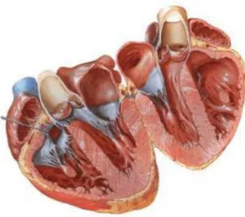Figura 9 – Representação da anatomia interna do coração (retirado de  http://www.ebah.com.br/content/ABAAAfls8AG/sistema-circulatorio)