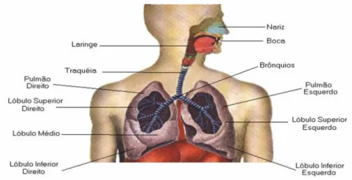 Figura 15 – Representação esquemática do sistema respiratório (retirado de  http://www.grupoescolar.com/pesquisa/sistema-respiratorio.html) 