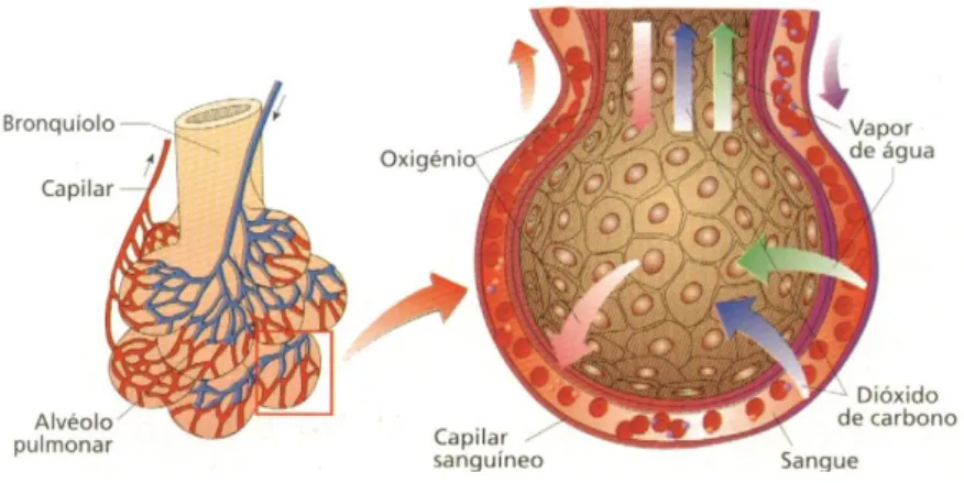 Figura 16 – Representação esquemática da hematose (retirado de  http://www.cienciasnatureza.com/2014/08/o-que-e-hematose-pulmonar.html) 