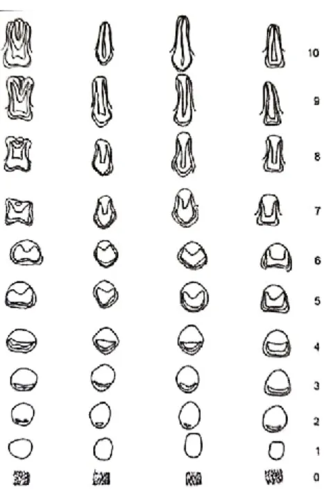 Figura  1: Representação esquemática dos estágios de calcificação dentária de acordo com o método  de Nolla (Adaptada de Balbeesi et al