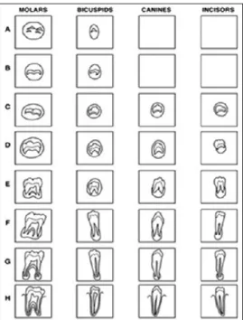 Figura  2: Respresentação esquemática dos estágios de desenvolvimento dentário  segundo o Demirjian  (Adaptada de Mini et al