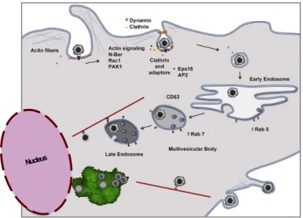 Figure 3 – Recent proposed model for virus entry and egress  Adapted from Alonso et al