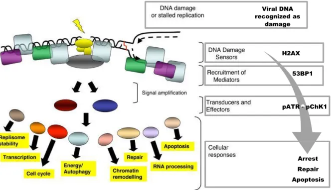 Figure 4 – Overview model of the cellular DNA damage and consequences over cellular processes
