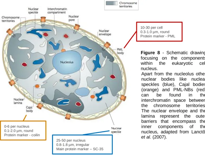 Figure  8  -  Schematic  drawing  focusing  on  the  components  within  the  eukaryotic  cell  nucleus