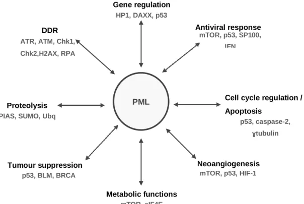 Figure 9 – PML-NBs revised functions, from cell cycle regulation to antiviral activity