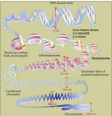 Figure 10 – Nucleosome, Chromatosome and Chromatin organization. 