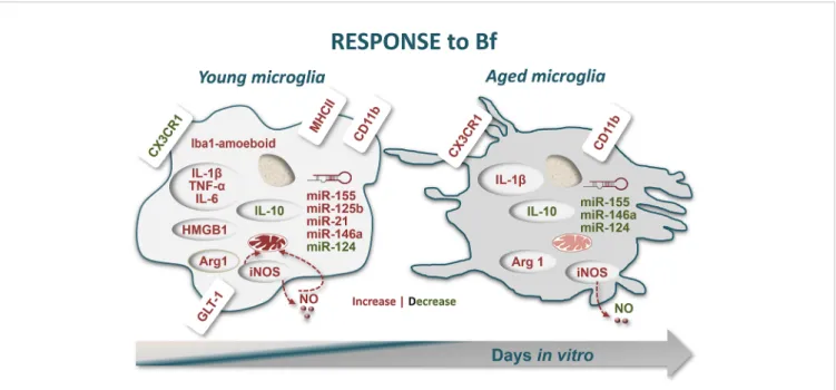 FIGURE 8 | Schematic representation of microglia response to free bilirubin (Bf), considering young and aged cultured cells