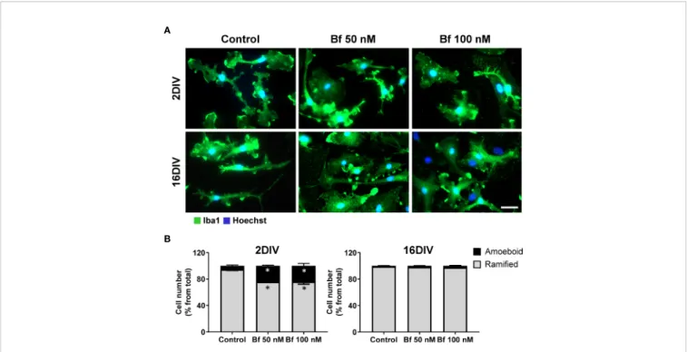 FIGURE 2 | Expression of Cd11b increases in microglia after incubation with free bilirubin (Bf), though more notoriously in young 2DIV cells