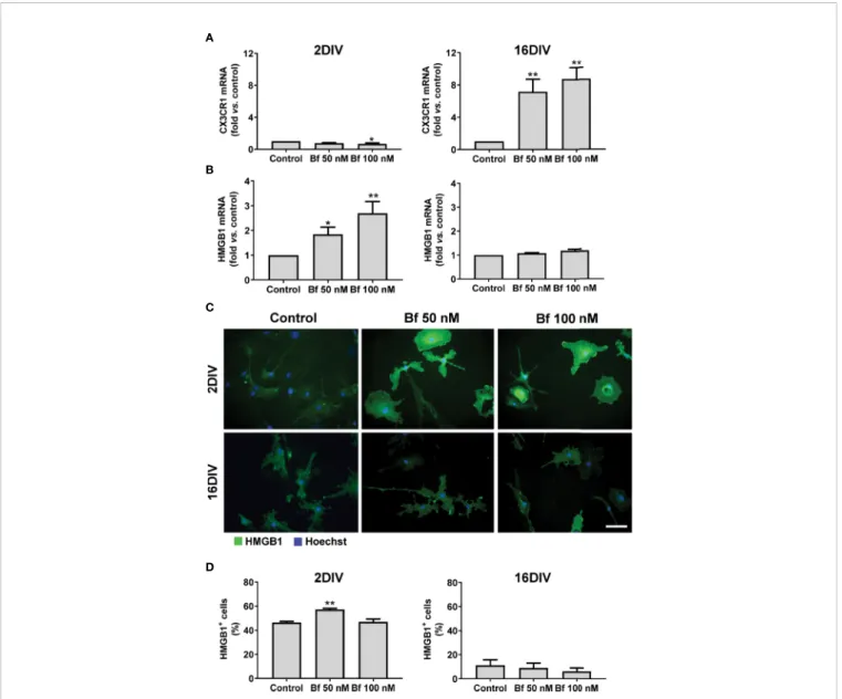 FIGURE 3 | Activation of 2DIV microglia with free bilirubin (Bf) is associated with decreased CX3CR1 and increased HMGB1 levels, which are not observed in 16DIV cells
