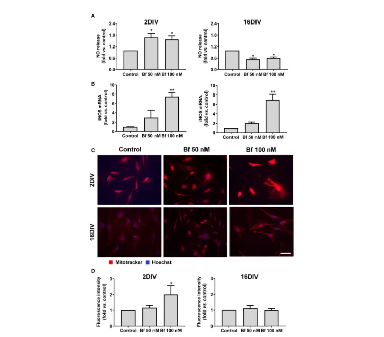 FIGURE 5 | High levels of free bilirubin (Bf) upregulate iNOS gene expression in the differently aged microglia, though mitochondrial-associated NO stress only occurs in 2DIV cells
