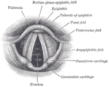 Figura 1. Vista interior da laringe através de laringoscopia. 5   