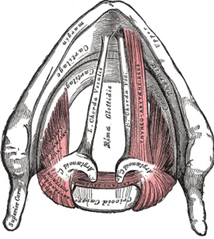 Figura 2. Imagem representativa da estrutura cartilagínea e muscular da laringe 5 . 