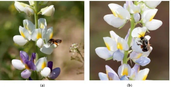 Figure 2. (a) Morphological match of a bee and a L. mutabilis flower; (b) Pollinator visit on a L