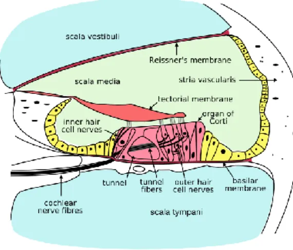 Fig. 19 – Corte transversal da cóclea (Elliott &amp; Smart, 2014) 