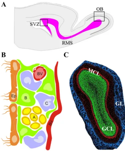 Figure  I.  1.  Schematic  representation  of  the  SVZ  and  OB within the adult brain