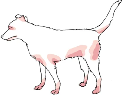Figura 1. Ilustração com a distribuição do padrão lesional na dermatite atópica canina da autoria de C