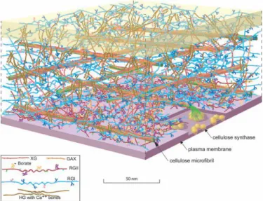 Figure 1.1 Scale model of the Arabidopsis leaf primary cell wall.  