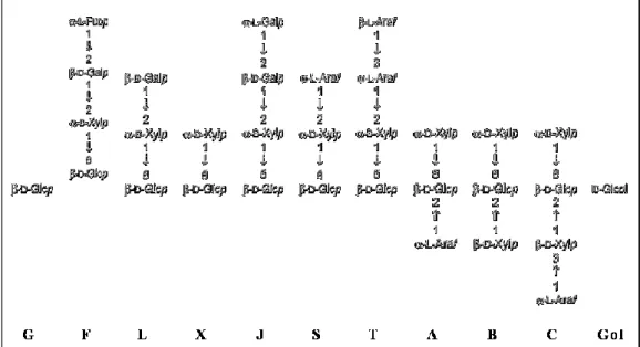 Figure 1.3 Xyloglucan architecture and the one letter code to define polysaccharide structure