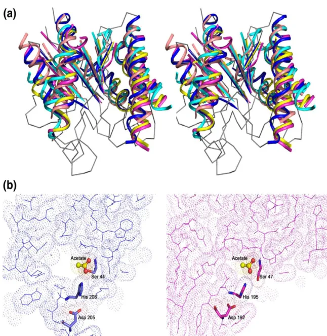 Figure  2.5  Comparison  of  the  overall  fold  and  active  sites  of  enzymes  displaying  structural  similarity to CtCes3-1