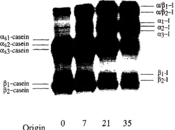 Fig.  1.  Typical urea-PAGE  electrophoretogram  of samples of  Serra cheese obtained  during ripening; the numbers  below the 