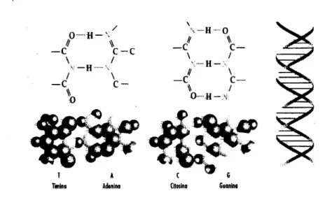 Figura 3.2 - Dímero de ácido acético 