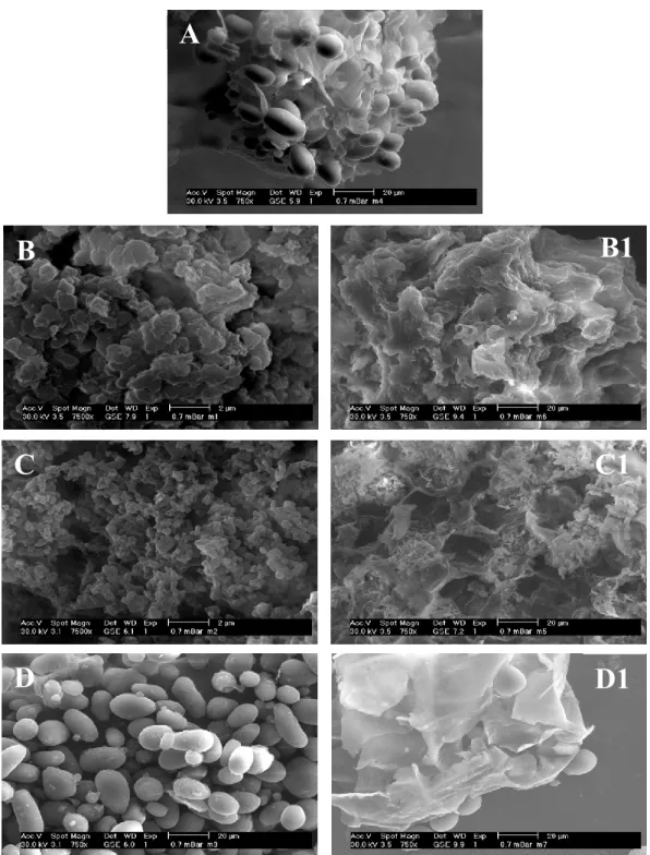 Figure 2. Scanning electron micrograph of (A) avocado seed flour, (B) avocado starch extracted by  microwave-assisted extraction (MAE) with optimal condition (OC), (C) with OC MAE non-isothermal  mode (NO–ISO) and (D) conventional method (CONV), and (B1,C1