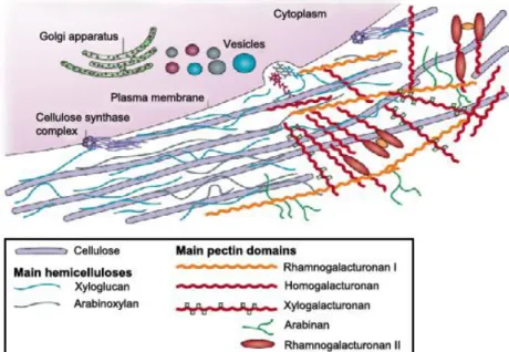 Figure 1.3| Structure of cellulose and schematic representation of cellulose microfibrils