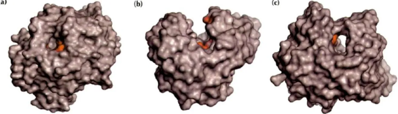 Figure 1.13| The three types of active sites found in glycoside hydrolases.    