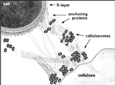 Figure 1.19| Schematic representation of cellulosomes bound to cellulose and the cell surface