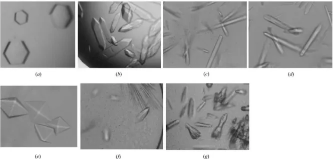 Figure 2.1.5| Crystals of CBM65B obtained by hanging/sitting-drop vapour diffusion. 