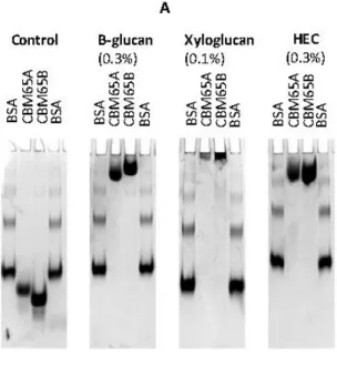 Figure 2.2.2| Examples of affinity gel electrophoresis of CBM65A and CBM65B against soluble  polysaccharides