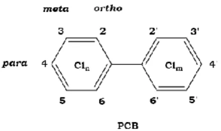 Figure 8 - Molecular structure of PCBs and bonding positions of chlorine atoms (Weiss, 2006)