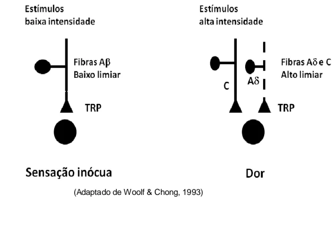 Figura 2 - Diferenciação entre os estímulos periféricos de alta e de baixa intensidade realizada  pelos diferentes tipos de nociceptore s