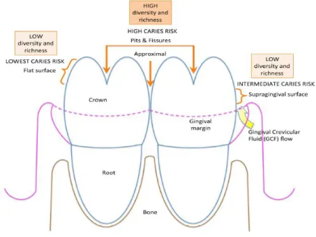 Figura 4 – Diversidade de graus de suscetibilidade do dente à acumulação de biofilme  dentário e ao desenvolvimento de cárie dentária, de acordo com a sua anatomia