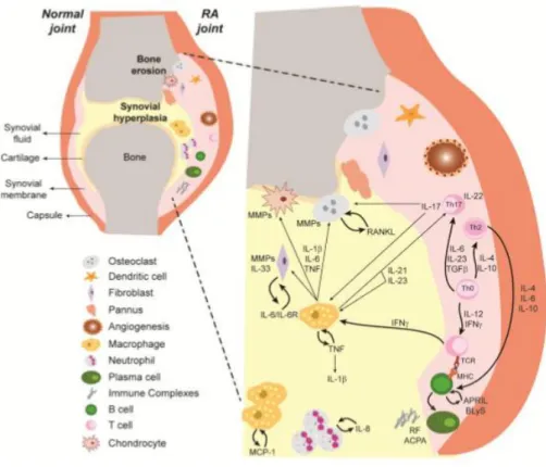 Figure  I  - Representative  scheme  illustrating  immune  cells  and  cytokine  networks  in  rheumatoid  joints