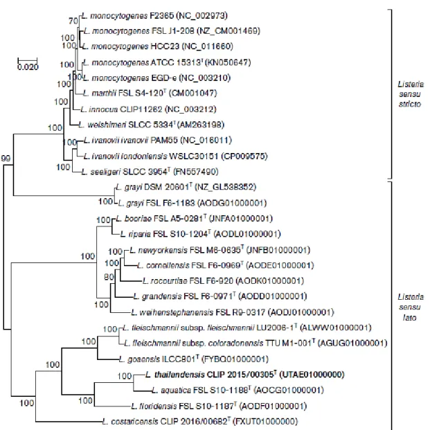 Figure  1  -  Maximum-likelihood  phylogenetic  analysis  based  on  the  concatenated  amino  acid  sequences of 243 core genes present in  Listeria species